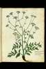  Fol. 22 

Saxifragiae maiori congener flore
albo a Barbatio n. 1
Saxifragia congener flore
luteo ab edoem n. 2